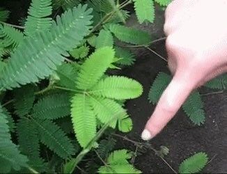 RARE Mimosa Pudica Plant~Touch-Me-NOT Plant~Sleepy Plant~Sensitive Plant~Shame Plant~Action Plant~Zombie Plant~Shy Lady Plant~Humble Plant