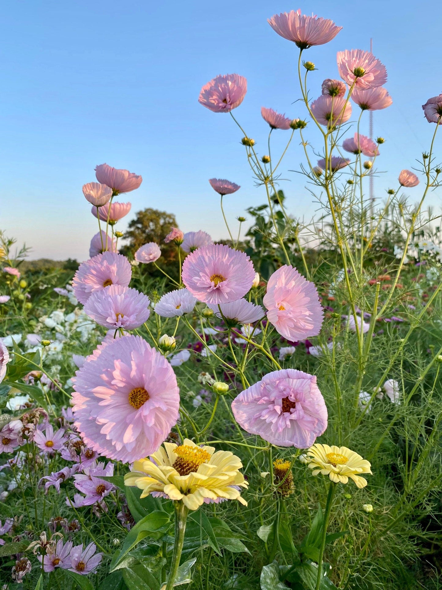 Cosmos Cupcake Blush Seeds ~ Cosmos ~ Cool Flowers ~ Grow Your Own ~ Butterflies ~ Bees ~ Annual ~ Summer ~ Spring ~ Bouquets