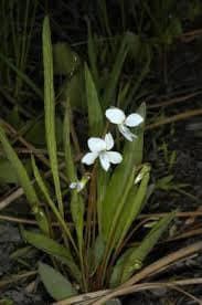 Viola Lanceolata Seeds ~ Lance-Leaved Violet ~ Bog White Violet