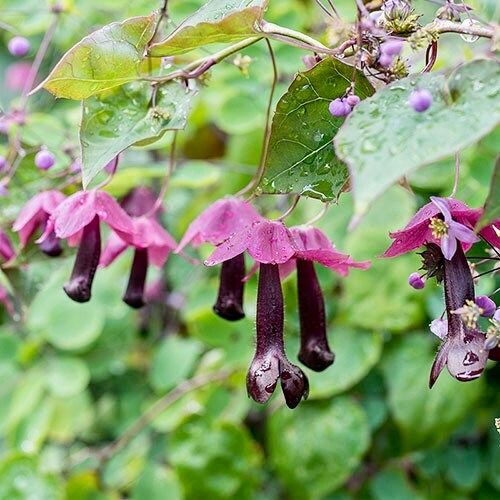 Rhodochiton Atrosanguineus Seeds ~ Purple Bell Vine ~ Exotic ~ Unique ~ Green House ~