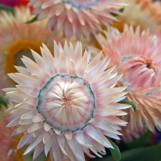 Mixed Color Helichrysum Strawflower Seeds ~ Plants ~ Garden ~ Grow Your Own ~ Spring Flowers ~ Instead of Flowers ~ Flowers