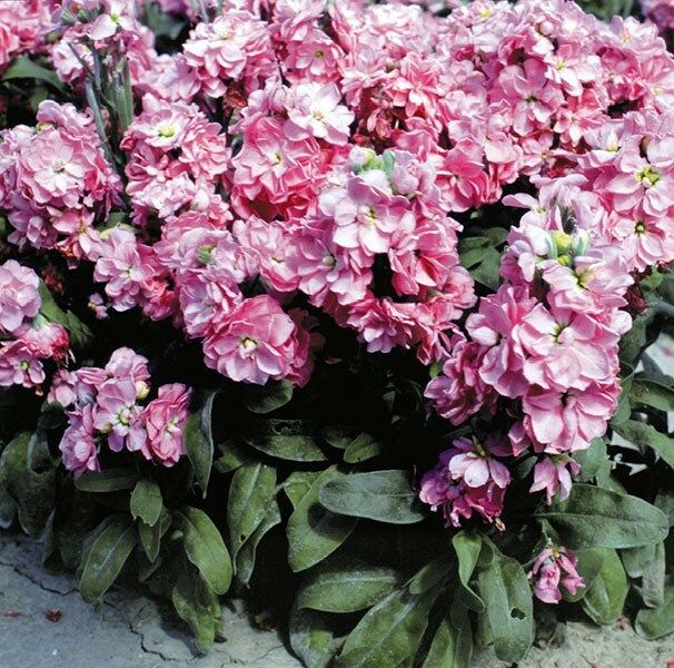 Cinderella Pink Flower Seeds ~ Flower ~ Seeds ~ Gifts ~ Grow Your Own ~ Spring Flowers ~ Instead of Flowers