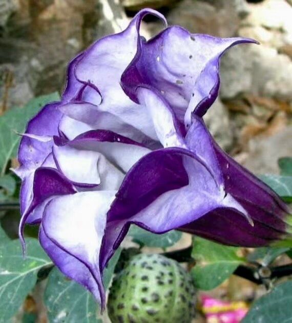 Purple Queen Devil’s Trumpet Seeds ~ Datura Metel ~ Fresh Seeds ~ Blooms ~ Flowers ~ Instead of Flowers ~