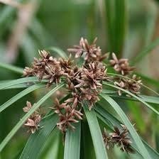 Umbrella Plant Seeds ~ Cyperus Alternifolius ~ Papyrus ~ Grow Your Own ~ Spring ~ Houseplants