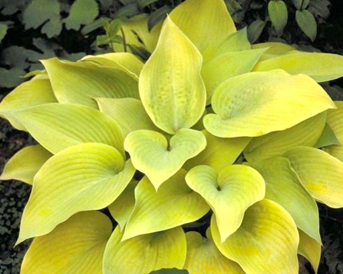 Variety of Hosta Seeds ~ Plants ~ Garden ~ Grow Your Own ~ Spring ~ Instead of Flowers ~ Flowers