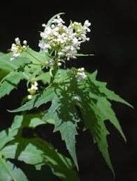 Virginia Fanpetals Seeds ~ Virginia Mallow Ripariosida Hermaphrodita