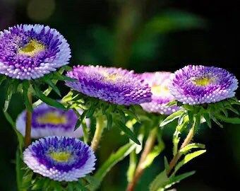 Pompon Blue Moon Aster Seeds ~ Garden ~ Pretty Flowers ~ Bouquet ~ Blue Flowers ~ Easy