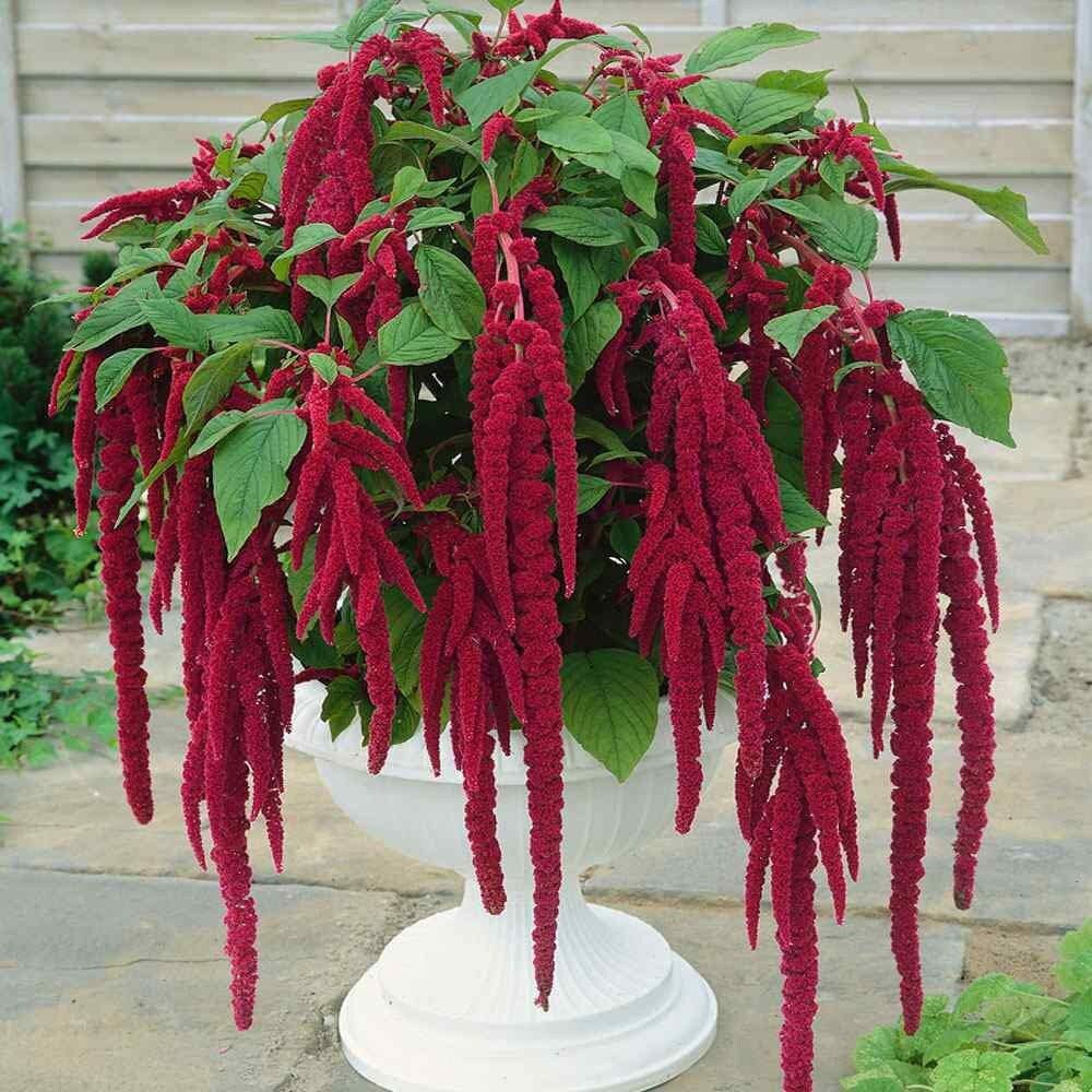 Red Amaranthus Caudatus Seeds ~ Love Lies Bleeding ~ Plants ~ Garden ~ Grow Your Own ~ Spring Flowers ~ Instead of Flowers