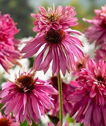 Doubledecker Purple Coneflower Echinacea Seeds ~ Echinacea Purpurea Doubledecker ~ Grow Your Own ~ Spring ~ Pretty Flowers