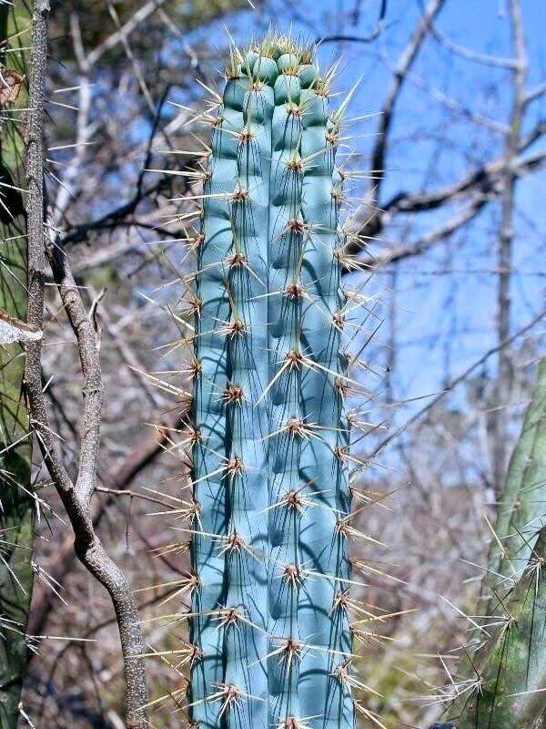 Rare Exotic Blue Pilosocereus Plameri Seeds ~ Columnar Cacti ~ Cacti ~ Grow Your Own ~ Spring Flowers ~ Instead of Flowers