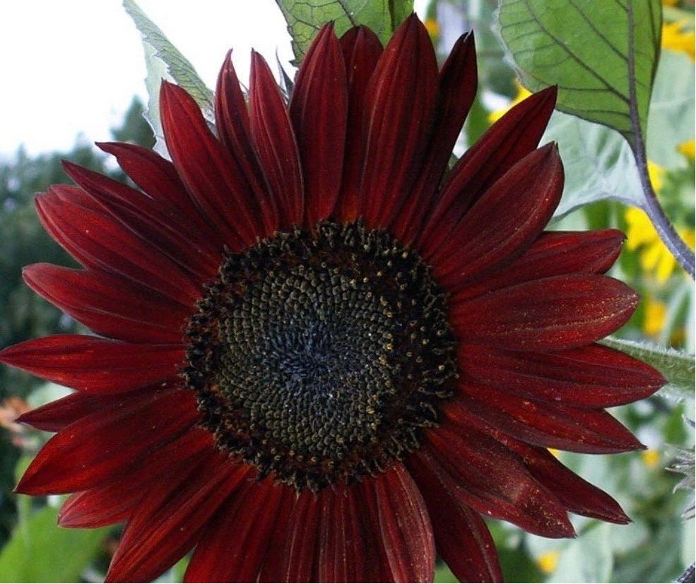 Chocolate Cherry Sunflower Seeds ~ Helianthus Annuus ~ Pretty Flowers ~ Garden ~ Fall ~ Heirloom Seeds ~ Autumn