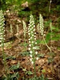 Goodyera Pubescens Seeds ~ The Downy Rattlesnake Plantain ~ Orchids ~ Usual Flowers ~ Exotic Flower