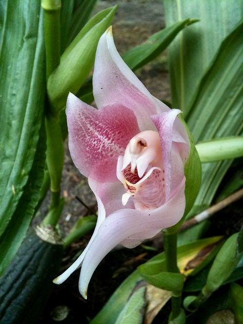 Swaddled Babies Orchid Seeds ~ Anguloa Uniflora ~ Unique ~ Houseplant ~ Orchids ~ Pretty ~ Flowers