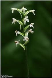 Platanthera Clavellata Seeds ~ Little Club-Spur Bog-Orchid ~ Orchids ~ Usual Flowers ~ Exotic Flower