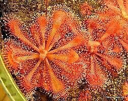 Drosera Intermedia Starter Grow Kit ~ Spoonleaf Sundews ~ Carnivorous Plants ~