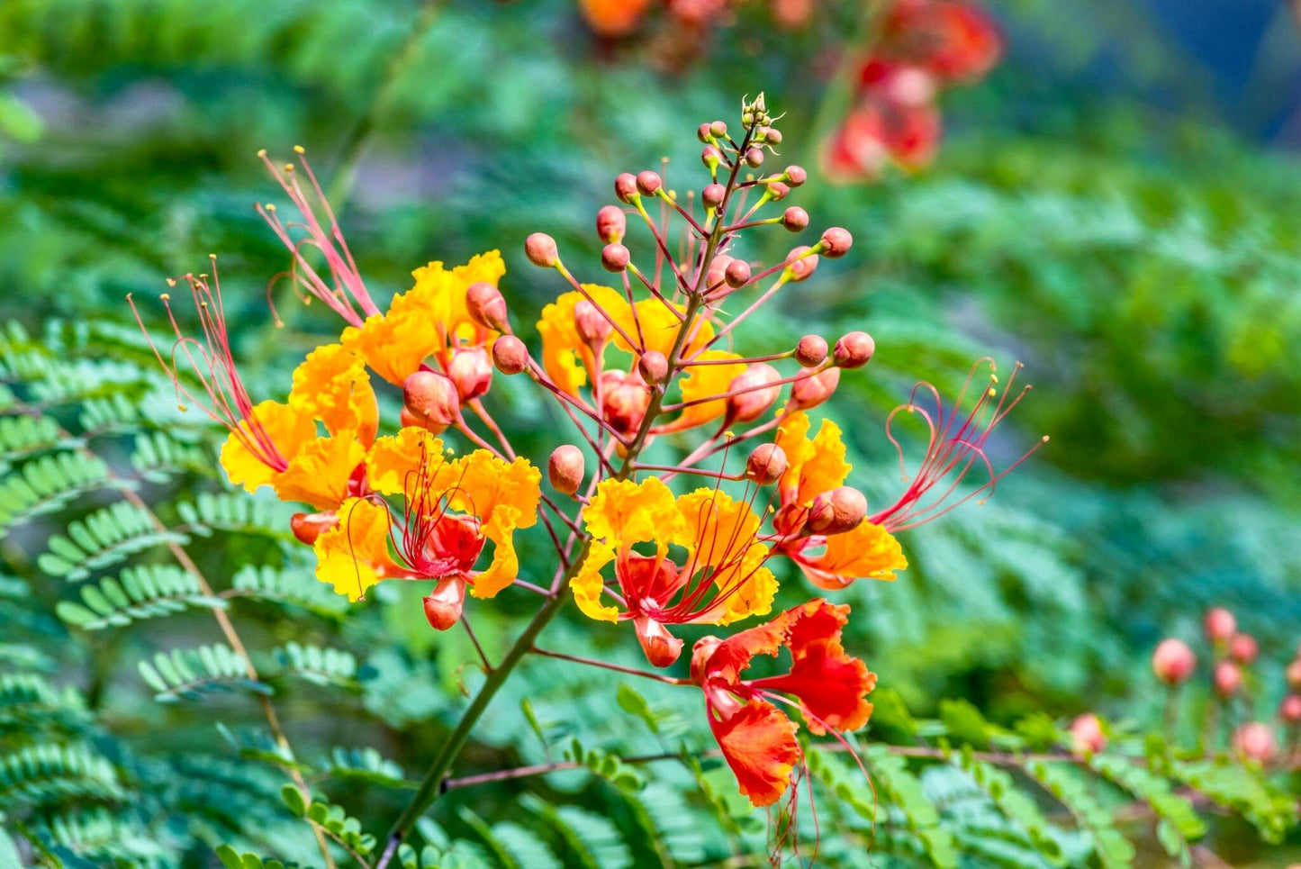 Caesalpinia Pulcherrima Seeds ~ Poinciana ~ Peacock Flower ~ Pride of Barbados ~ Exotic ~ Flowers ~ Garden ~ Plant ~ Flowers ~ Seeds