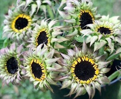 Purple Sunfill Sunflower Seeds ~ Pretty Flowers ~ Garden ~ Fall ~ Heirloom Seeds