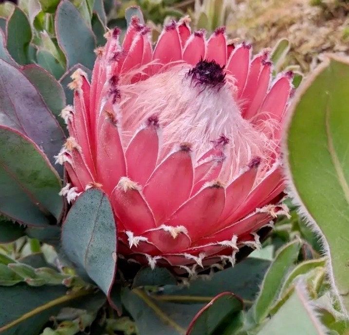 King Protea Seeds ~ Bouquets ~ Plants ~ Rare ~ Grow Your Own ~Tropical Flowers ~ Exotic Flowers