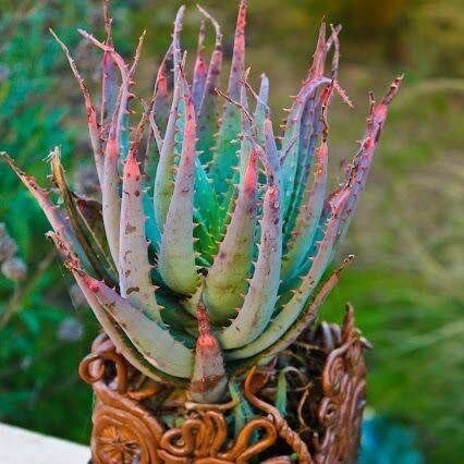 Variety Mixed Rare Aloe Seeds ~ Grow Your Own ~ Spring Flowers ~ Instead of Flowers ~ Succulents ~ Easy Care ~ Rare ~ Colorful ~ Helps  Cuts