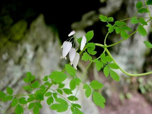 Adlumia Fungosa Seeds ~ Allegheny Vine ~ Blooms ~ Climbing Perennial ~ Grow Your Own ~ Spring
