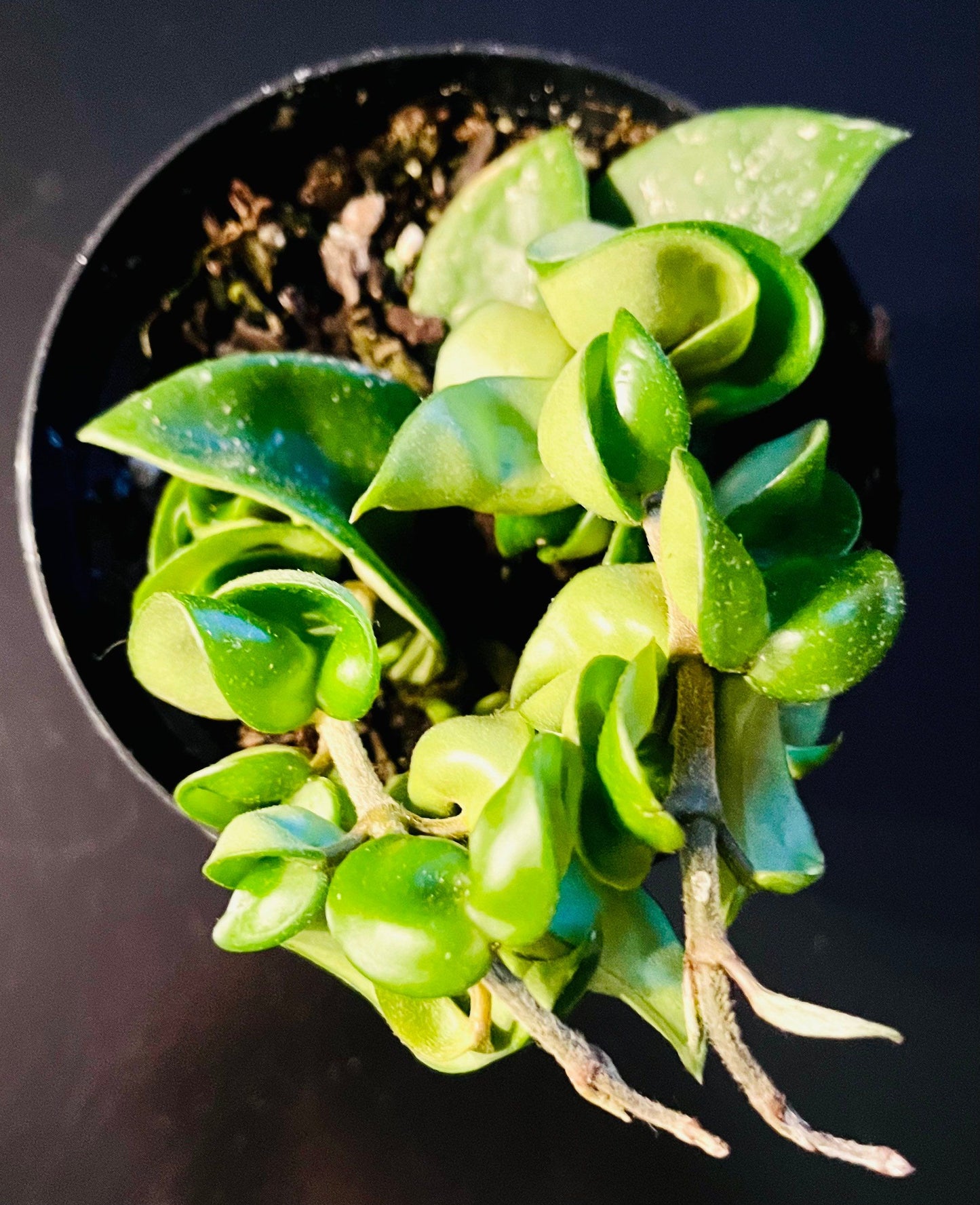 Hoya ~ Hoya Hindu Rope ~ Hoya Carnosa ~ Compacta ~ Krinkle Kurl ~ Porcelain Flower ~ Wax Plant ~ Hanging Houseplant