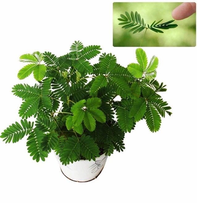 Your Plant Bitch’s Special Mixed Soil ~ Sensitive Plant Soil ~ Mimosa Pudica Soil ~ Hand-blended Soil ~ Organic