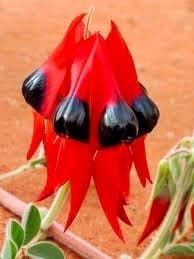 Rare Australian Sturts Desert Pea Seeds ~ Swainsona Formosa~ Plants ~ Garden ~ Exotic ~ Unique ~ Tropical