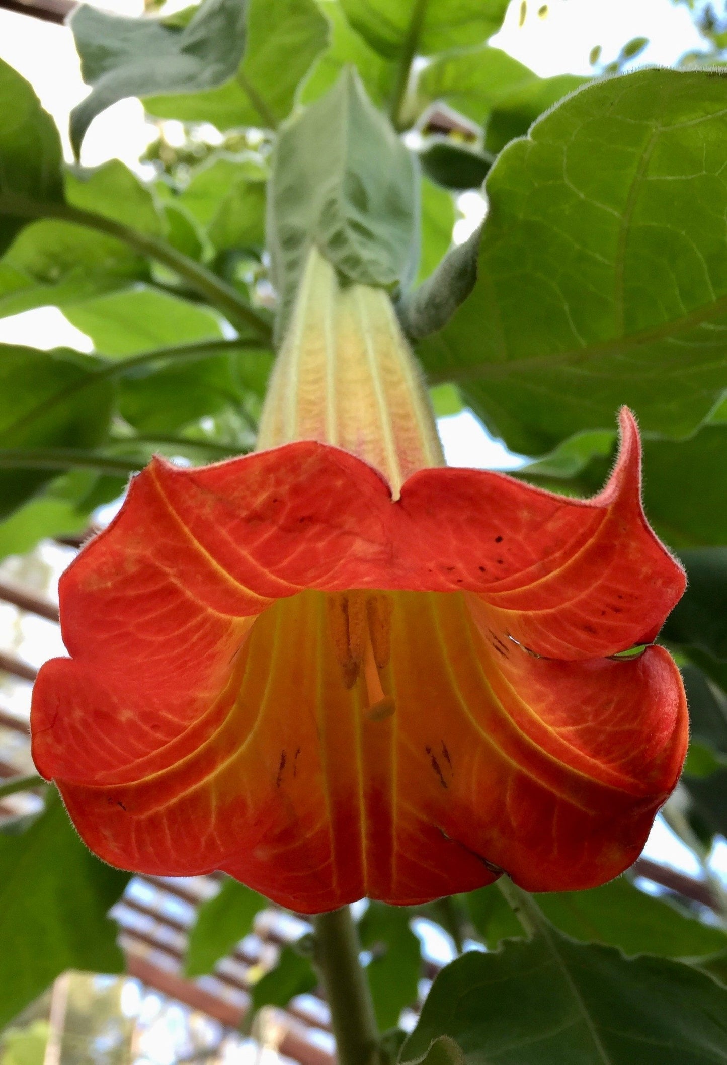 Scarlet Angel’s Trumpet Vine Seeds ~ Brugmansia Sanguinea ~ Trumpet Creeper ~ Fresh Seeds ~ Blooms ~ Flowers ~ Instead of Flowers ~ Red