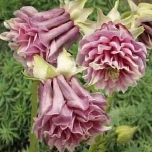 Double Rose Columbine Seeds ~ Flower ~ Perennial Flowers ~ Blooms ~ Grow Your Own ~ Spring Flowers ~ Instead of Flowers ~ Spring