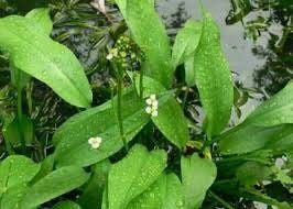 Alisma Plantago-Aquatica Seeds ~ Plants ~ Garden ~ Grow Your Own ~ Spring Flowers ~ Instead of Flowers