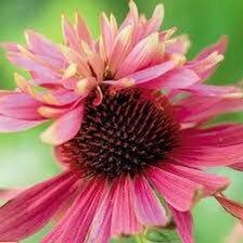 Doubledecker Purple Coneflower Echinacea Seeds ~ Echinacea Purpurea Doubledecker ~ Grow Your Own ~ Spring ~ Pretty Flowers