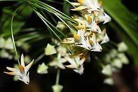 Rocket Hoya Seeds ~ Shooting Stars ~ Exotic Flowers ~ Unique Plants ~ Hoyas ~