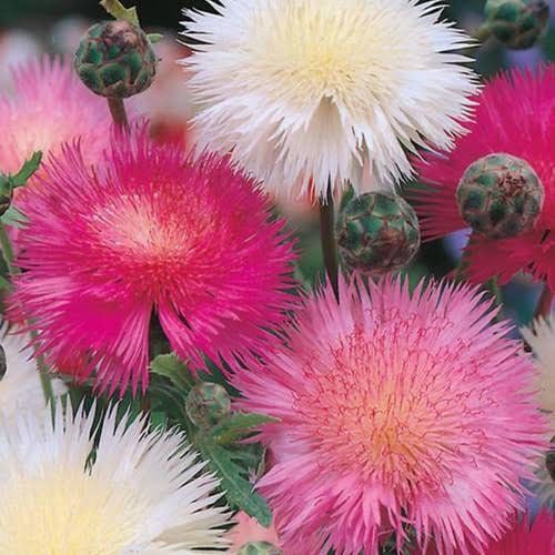 Sweet Sultan Flower Seeds ~ Annual  Flowers ~ Spring Time ~ Gardener ~ Gardens ~ Fresh Cut Flowers ~ Bouquet