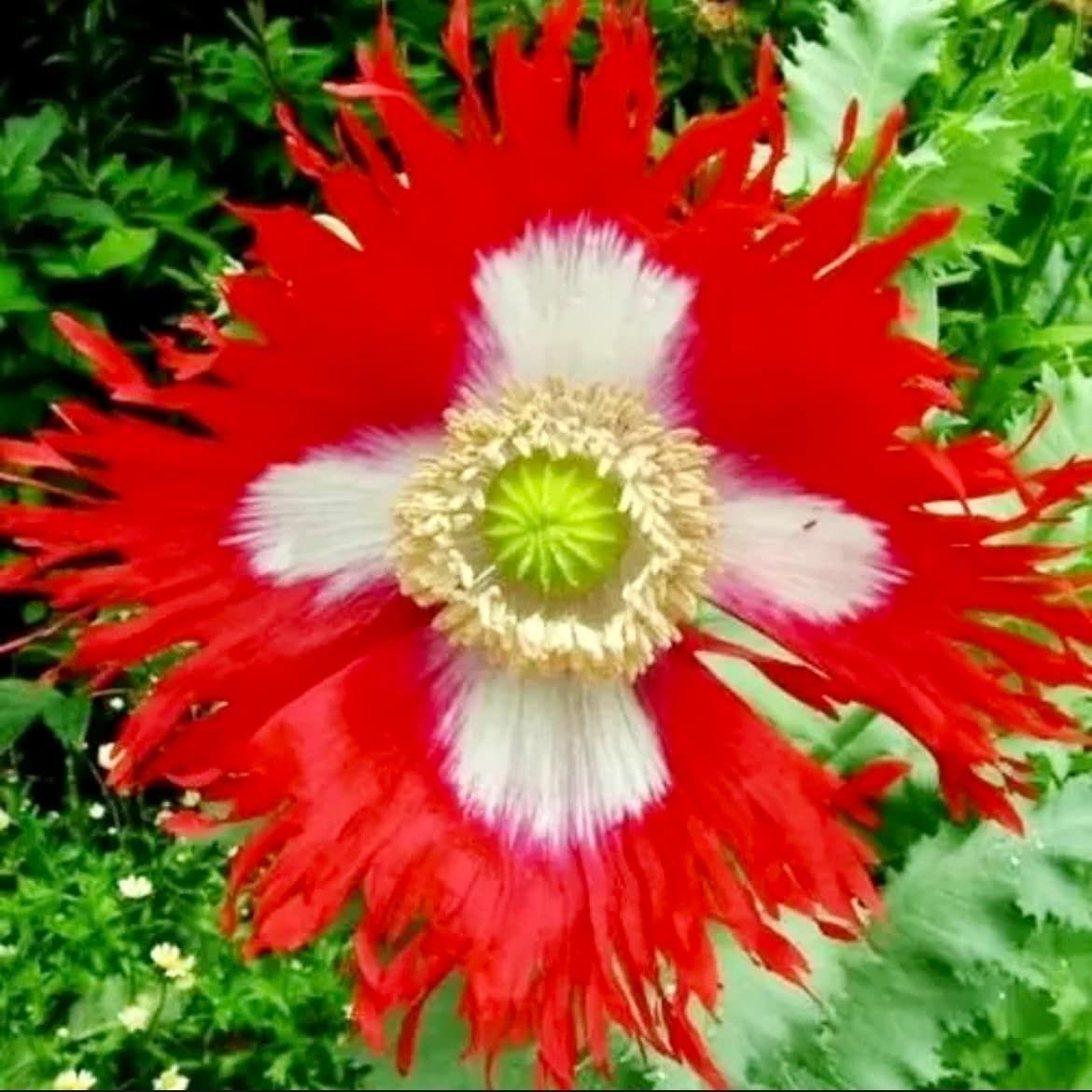 Poppy DANISH FLAG Somniferum ~ Rare Striking Fringed Flowers Seeds ~ Cool Flowers ~ Rare ~ Heirloom