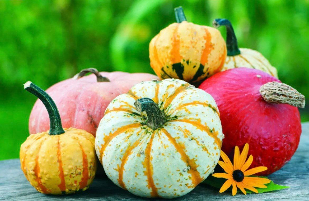 Decorative Mix Gourd Seeds ~ Grow Your Own ~ Crafts ~ Autumn