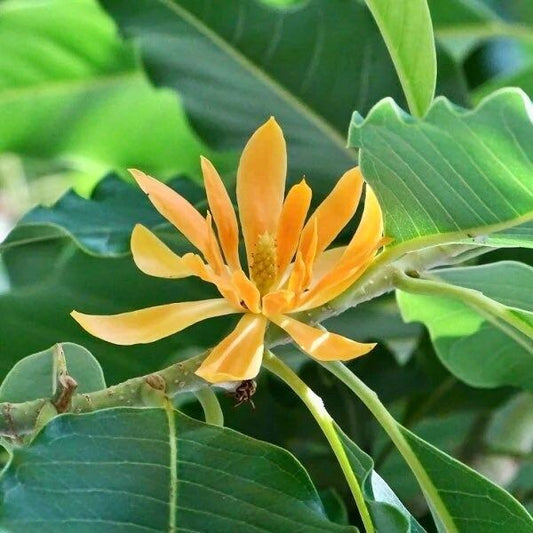 Michelia Champaca Seeds ~ Magnolia ~ Fragrant Flowers ~ Home Garden ~ Exotic Flower