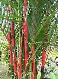 Red Bamboo Seeds ~ Fountain ~ Privacy Climbing ~  Cyrtostachys Renda Tree