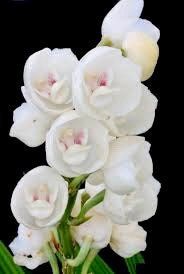 Holy Ghost Orchid Seeds ~ Peristeria Elata ~ Dove Orchid ~ Usual Flowers ~ Exotic Flower ~ Unique Flowers ~ Funky Plants