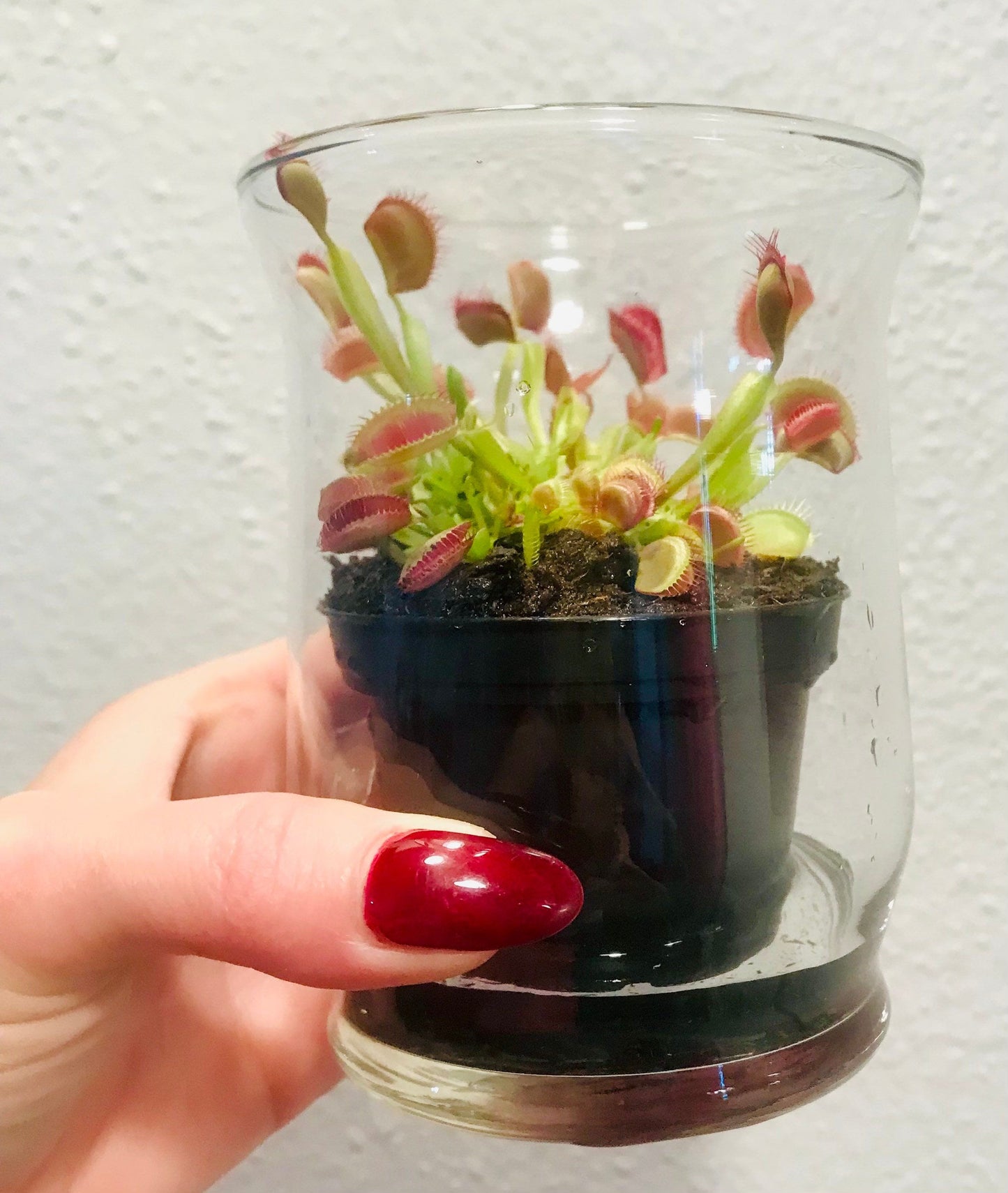 rare plant seeds One Year Subscription of Monthly Surprise Plant Seeds ~ RARE Plants ~ Stocking Stuffers ~ Party Favors ~ Gifts for Everyone