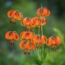 Michigan Lily Seeds ~ Lilium Michiganense ~ Turk’s Cap Lily ~ Unique Seeds