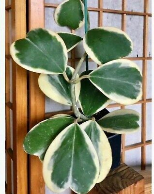 lucky heart succulent Variegated Hoya Kerrii Seeds ~ Sweetheart Plant Lucky ~ Heart Succulen – Your Plant Bitch