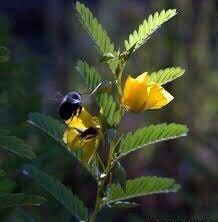 Sensitive Partridge Pea SEEDS ~ Sleepingplant ~ Beach Sensitive Pea ~ Sensitive Plant ~ Sensitive Fern