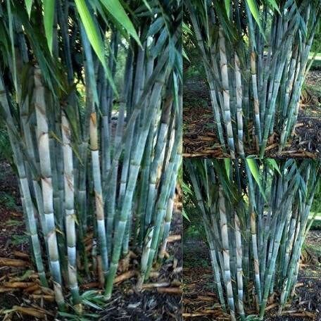 Blue Bamboo Seeds ~ Fountain ~ Privacy Climbing ~  Cyrtostachys Renda Tree ~ Gardening ~ Spring