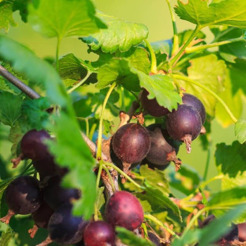 Mixed Gooseberry Seeds ~ Plants ~ Garden ~ Grow Your Own ~ Spring Flowers ~ Instead of Flowers ~ Fruit