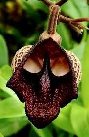 Darth Vader Flower Seeds ~ Aristolochia Salvadorensis ~ Usual Flowers ~ Exotic ~ Unique Flowers ~ Funky Plants