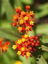 Bloodflower Seeds ~ Asclepias Curassavica ~ Milkweed ~ Seeds ~ Butterflies ~ Gifts ~ Grow Your Own ~ Spring Flowers ~ Instead of Flowers