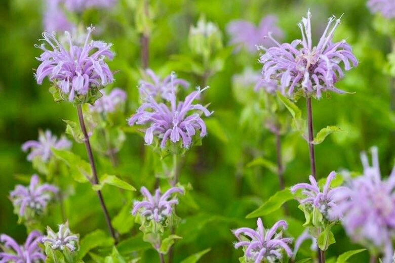 Wild Bergamot Seeds ~ Monarda Fistulosa - Bergamot ~ Unusual Flowers ~ Exotic Flower ~ Holiday ~ Garden ~ Houseplant ~ Rare ~ Pink ~