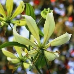 Gloriosa Lutea Seeds ~ Rare ~ Grow Your Own ~ Spring Flowers ~ Instead of Flowers ~ Presents