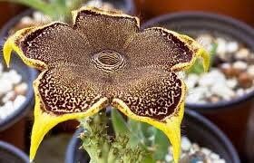 Edithcolea Grandis Seeds ~ Persian Carpet Flower ~ Succulents ~ Cool Plants ~ Easy Care