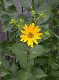 Silphium Glutinosum Seeds ~ Sticky Rosinweed ~ Unique and Rare